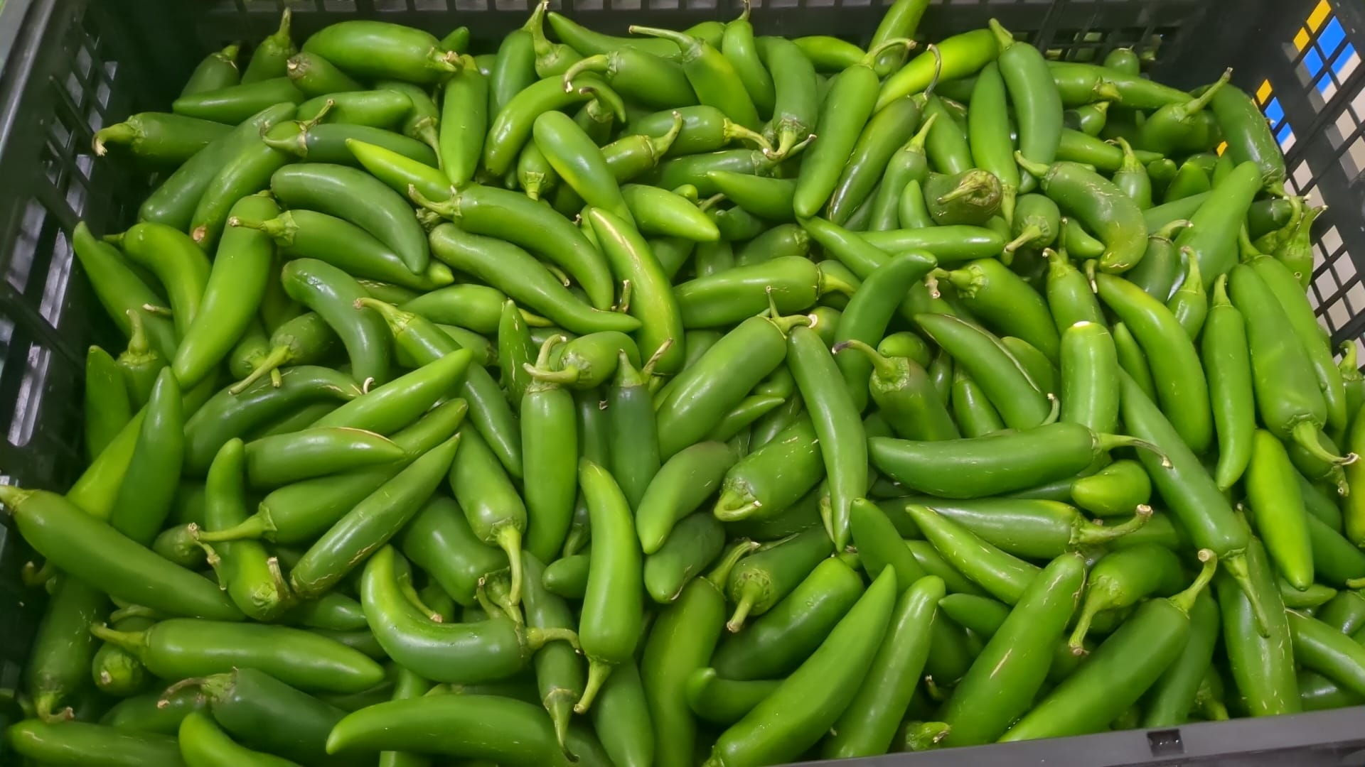 SERRANO 35 LBS product image