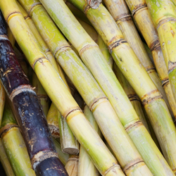 Vitacel Sugarcane Fiber SF 601-100 product image