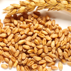 Canadian Harvest 912M Stabilized White Wheat Bran Medium product image