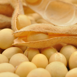 Vitacel Organic Soy Fiber S 710 product image