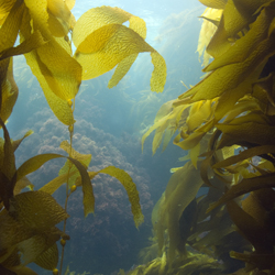 Alginate FD 901 AL product image