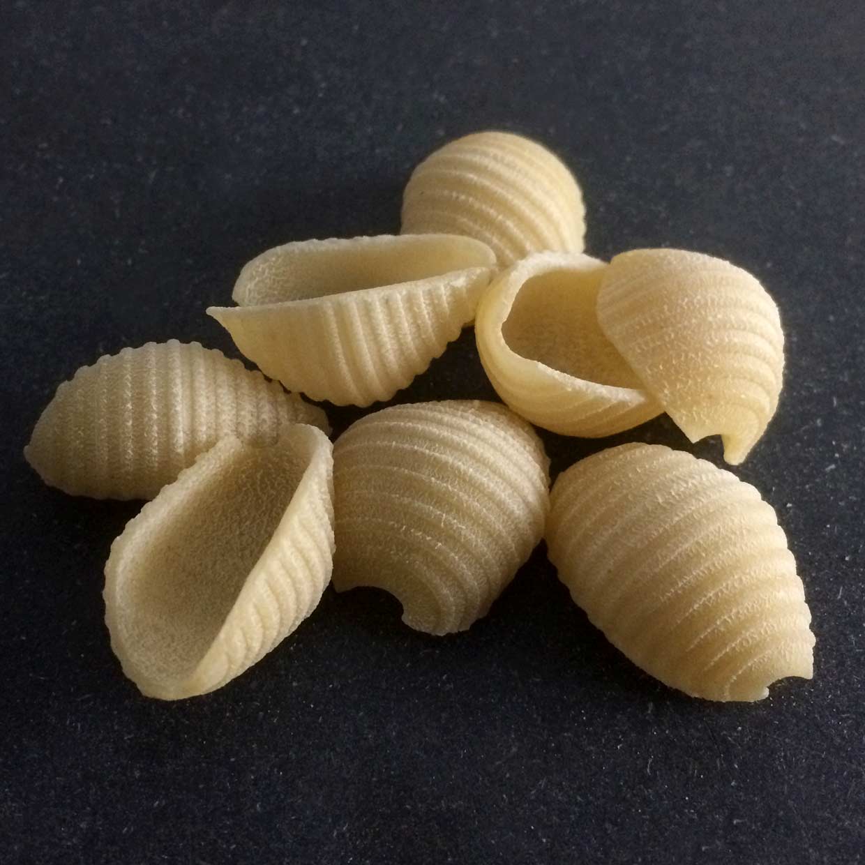 ORGANIC DURUM SEMOLINA SMALL SHELLS - BULK product image