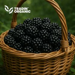 Organic Blackberries Cultivated IQF product image