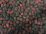 Organic Blackberries - 22 LB product image