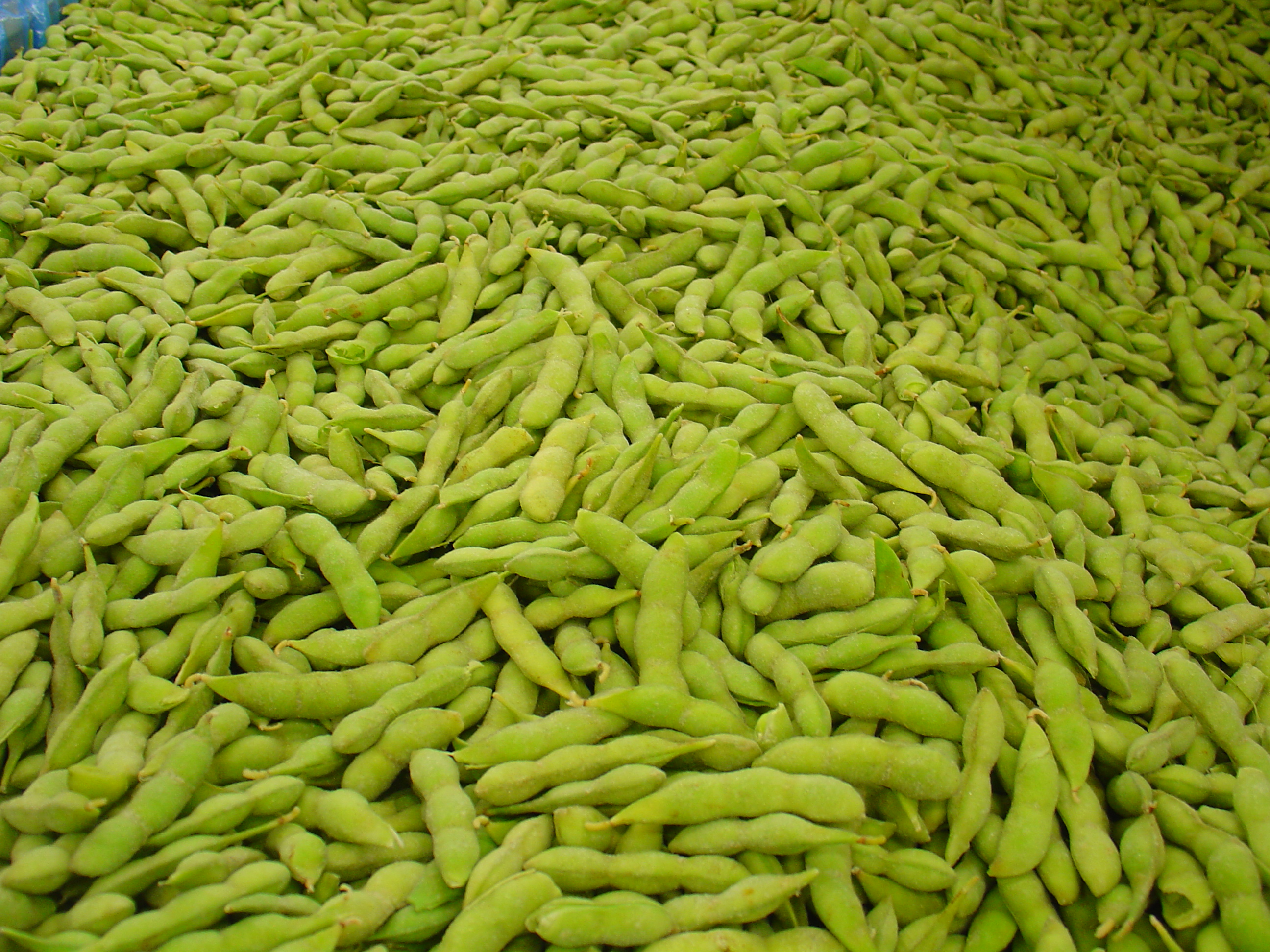 Organic Edamame Soybean (In the Shell) - Bulk Tote product image