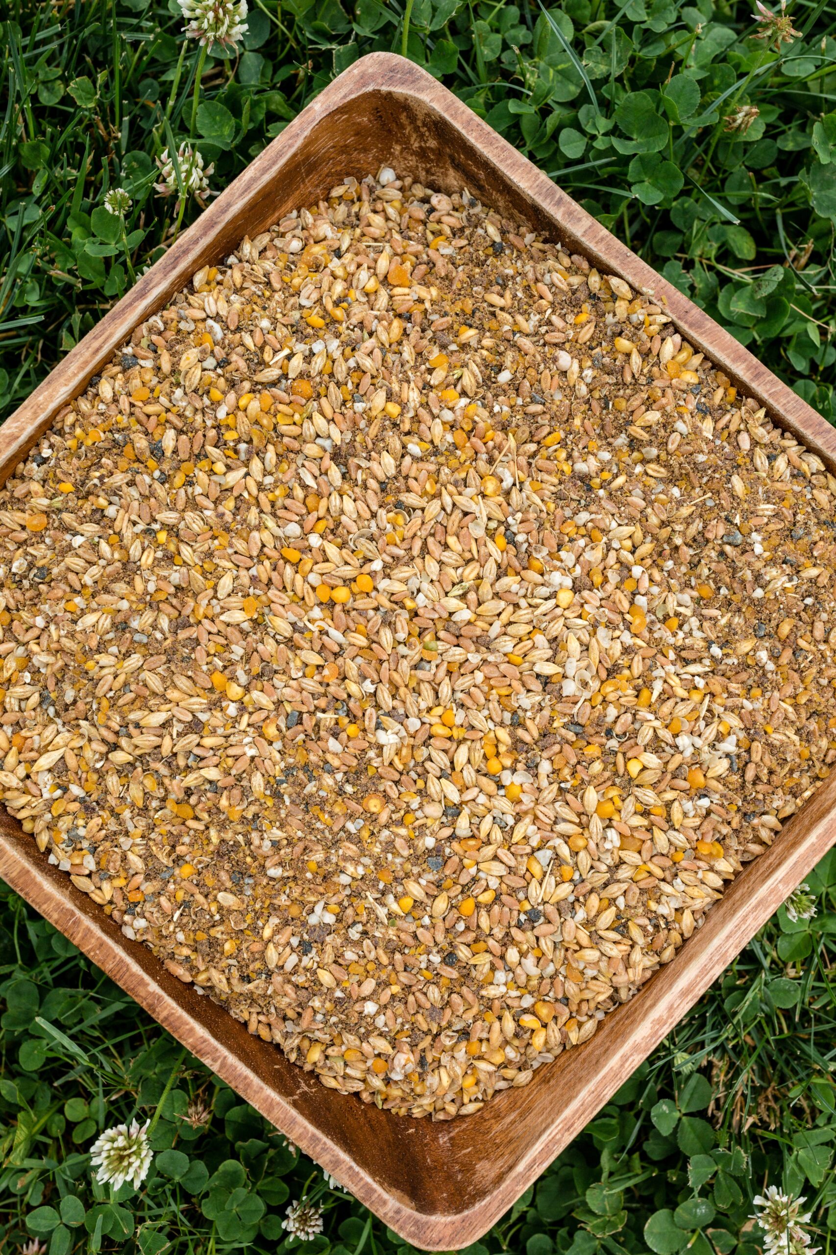 Organic Layer Mash 16% 40lb product image