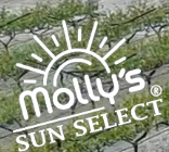 Molly's Grape & Citrus Company logo