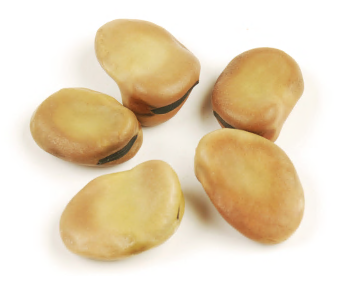 FAVA BEANS, EXTRA LARGE product image