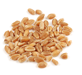 WHEAT BERRIES, HARD RED, ORGANIC product image