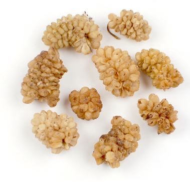 MULBERRIES product image