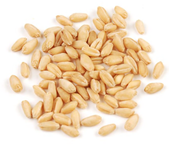 WHEAT BERRIES, SOFT WHITE product image