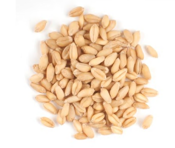 WHEAT BERRIES, SOFT WHITE, ORGANIC product image