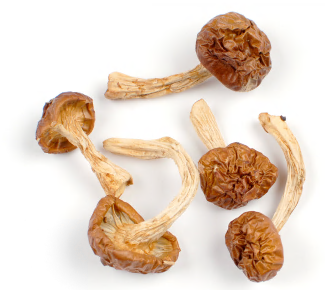 NAMEKO MUSHROOMS product image