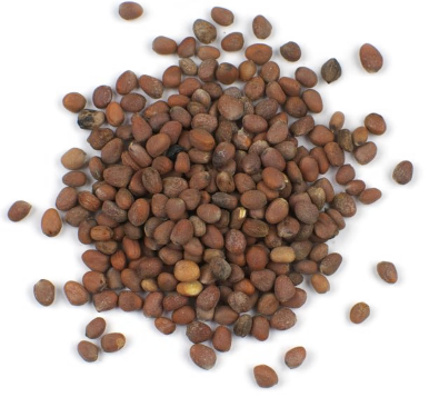 RADISH SEEDS, DAIKON, ORGANIC product image