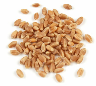 WHEAT BERRIES, HARD RED product image