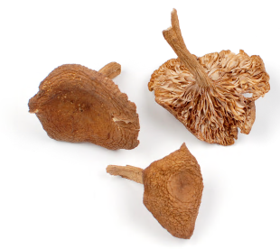 CANDY CAP MUSHROOMS product image