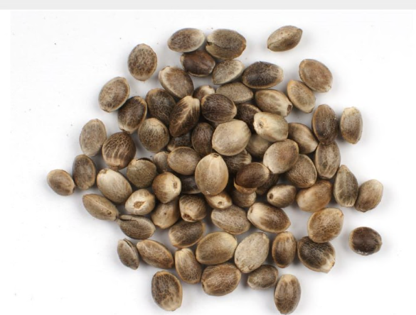 HEMP SEEDS, SHELL-ON, TOASTED product image