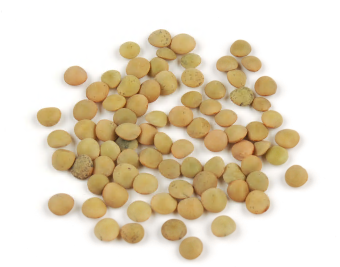 LENTILS, GREEN (ESTON) product image