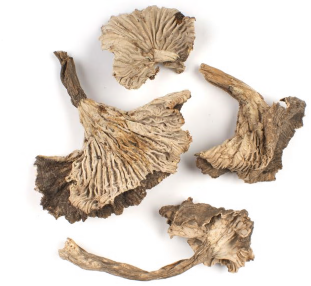 YELLOW FOOT CHANTERELLES product image