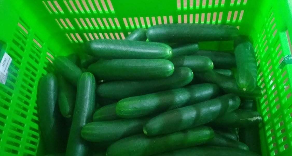 Pepino Criollo product image