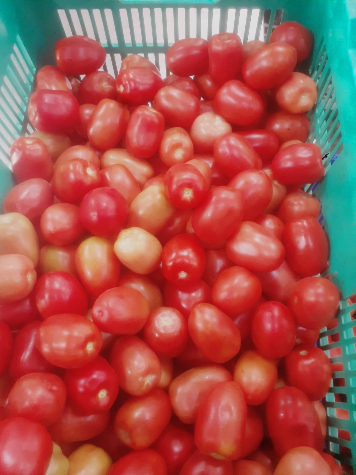 Tomate de cocina product image