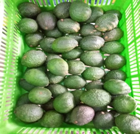 Aguacate hazz product image