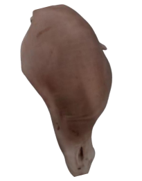 PIERNA C/H C/P(MDO-NAC) product image