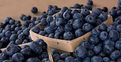 Blueberry Juice Concentrate product image