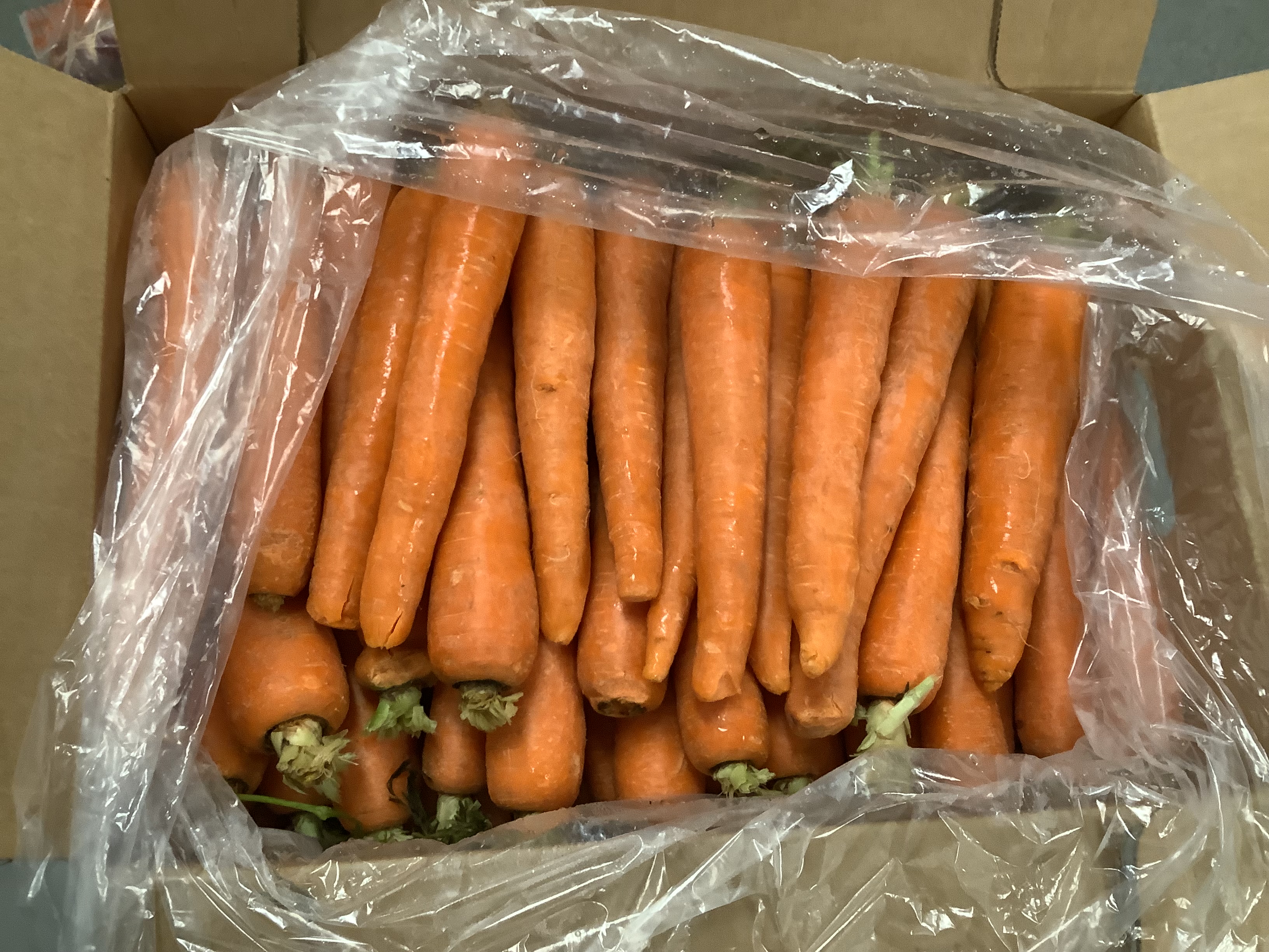 GC, Carrot, Regular, Processing, ORG - Bulk product image