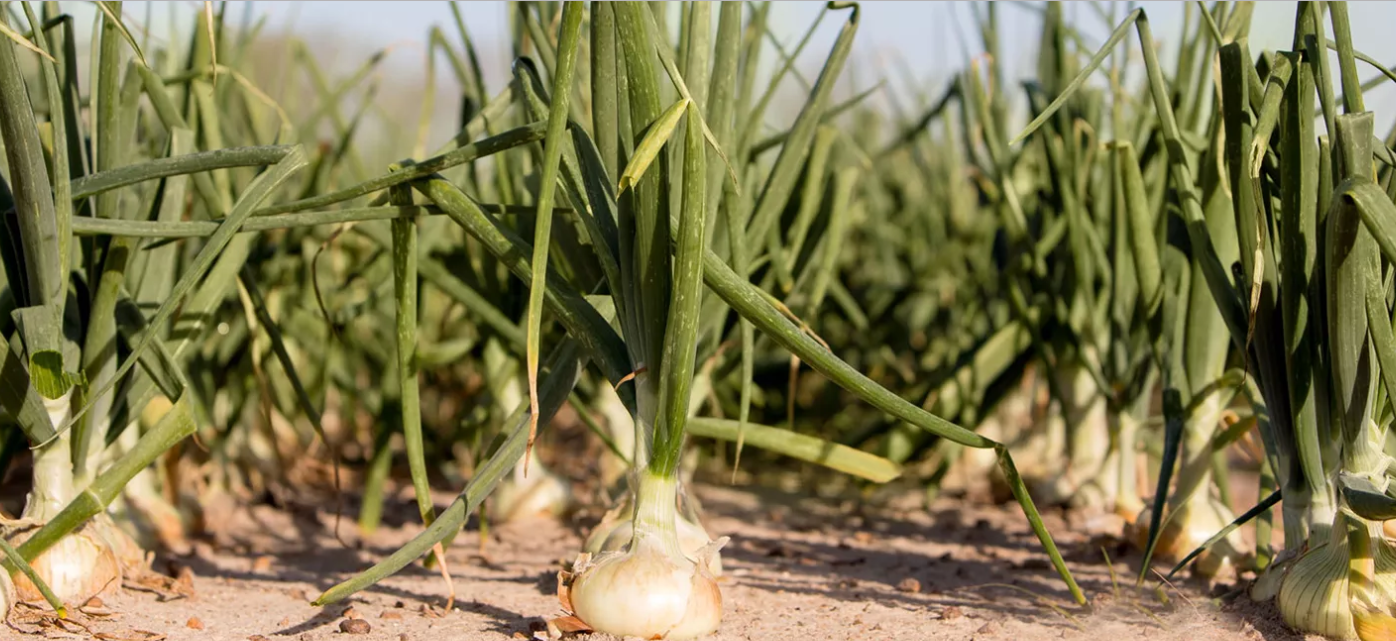 Sweet Onion product image