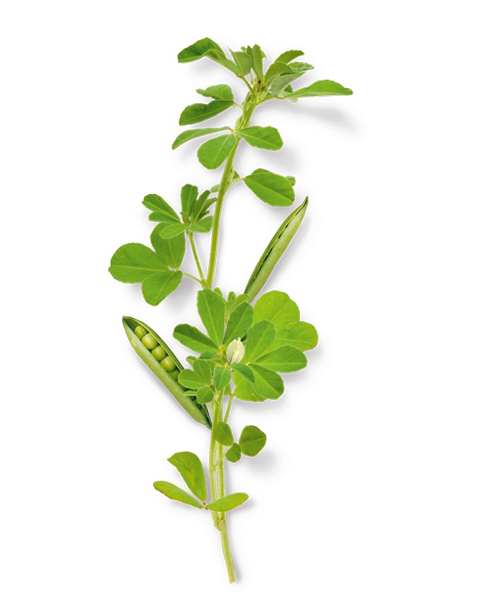 Fenugreek Seed Powder product image