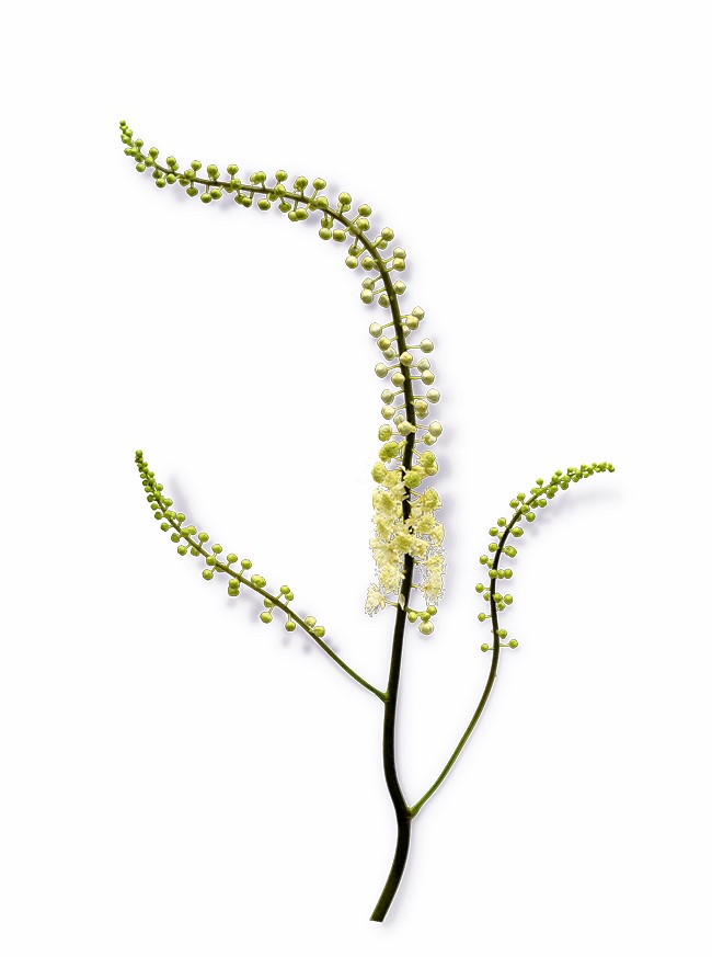 Black Cohosh Root Powder product image