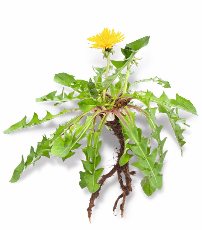 Organic Dandelion Root Powder product image