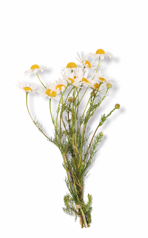 Chamomile Flower Powder product image