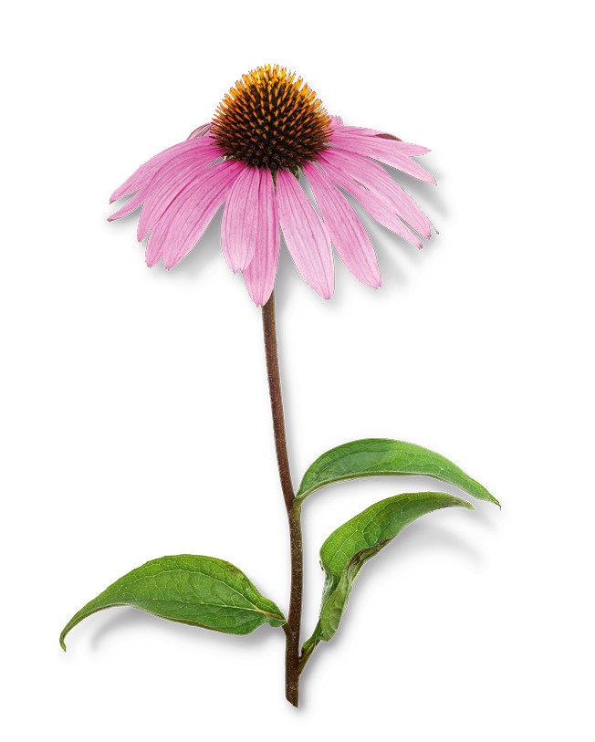 Echinacea Purpea Herb Powder product image