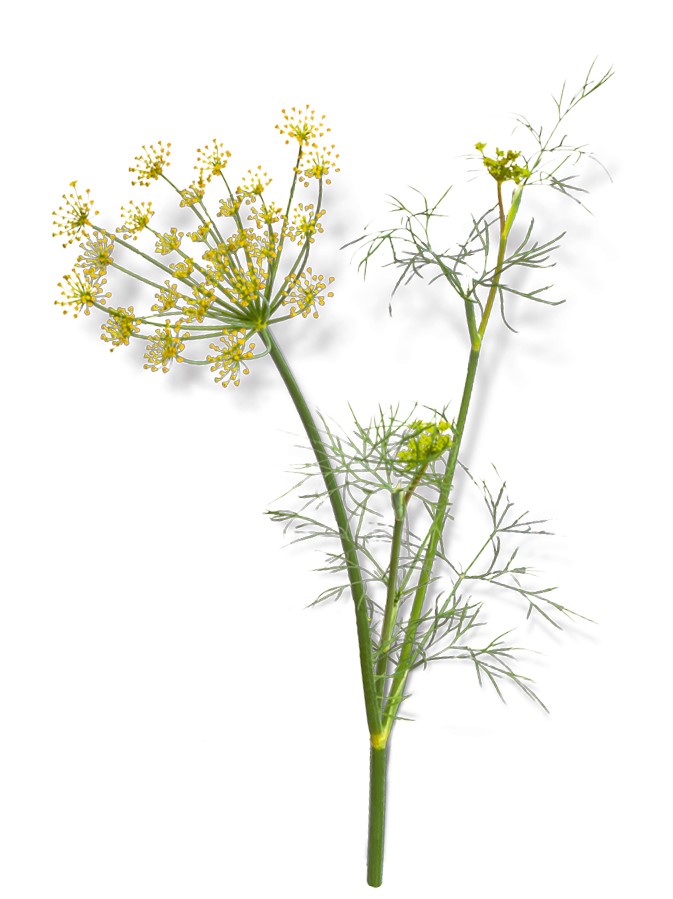 Fennel Seed Powder product image