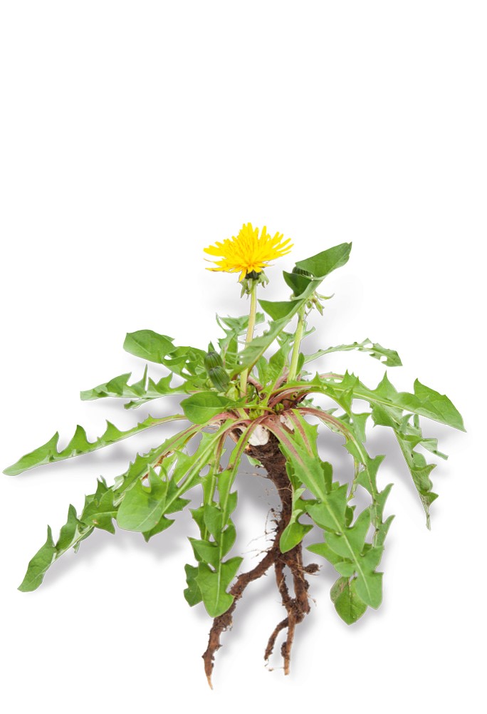 Dandelion Root Powder product image