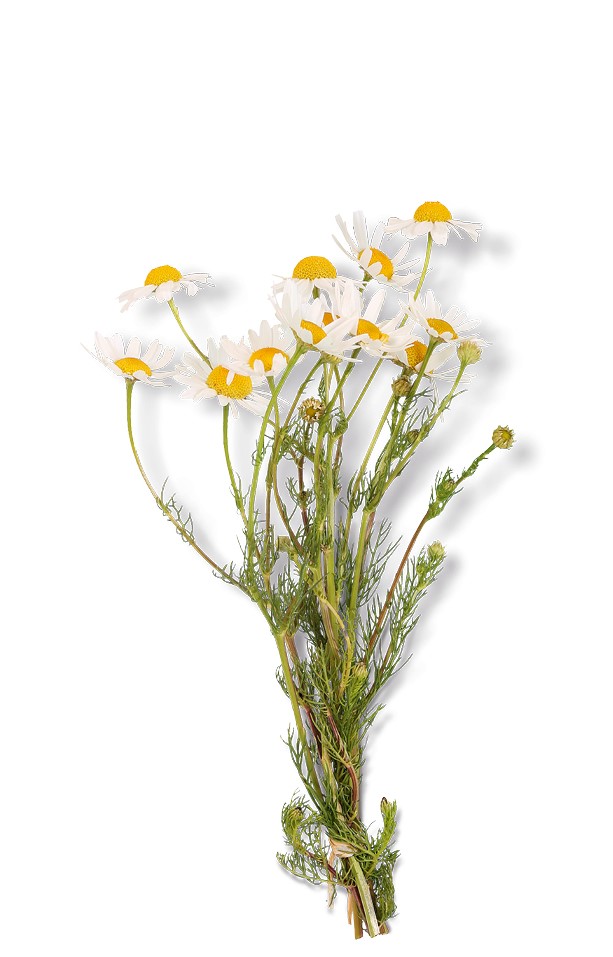 Chamomile Flower Powder Extract 4:1 (Germany) product image