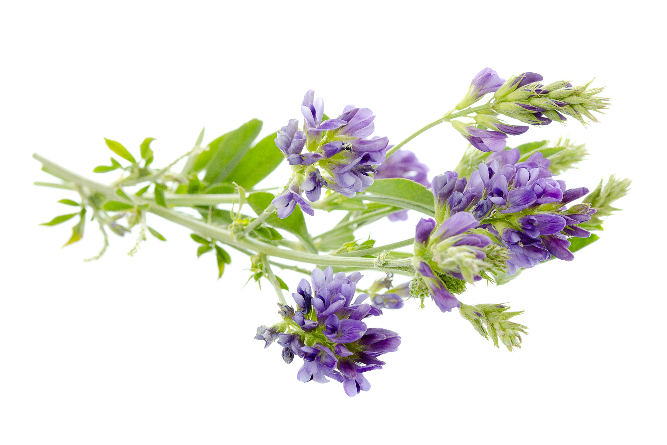 Alfalfa Herb Powder product image