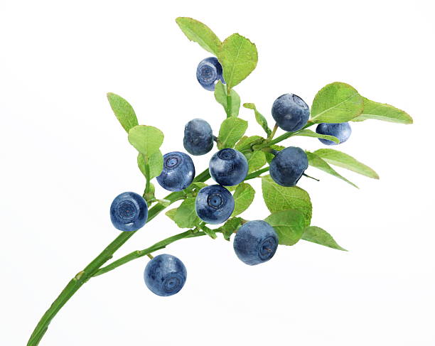 Blueberry Powder Extract 5:1 product image