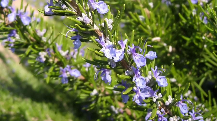 Rosemary Essential Oil - Conventional product image