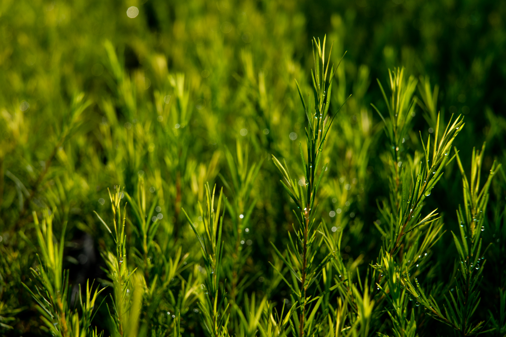 Tea Tree Essential Oil - Organic product image