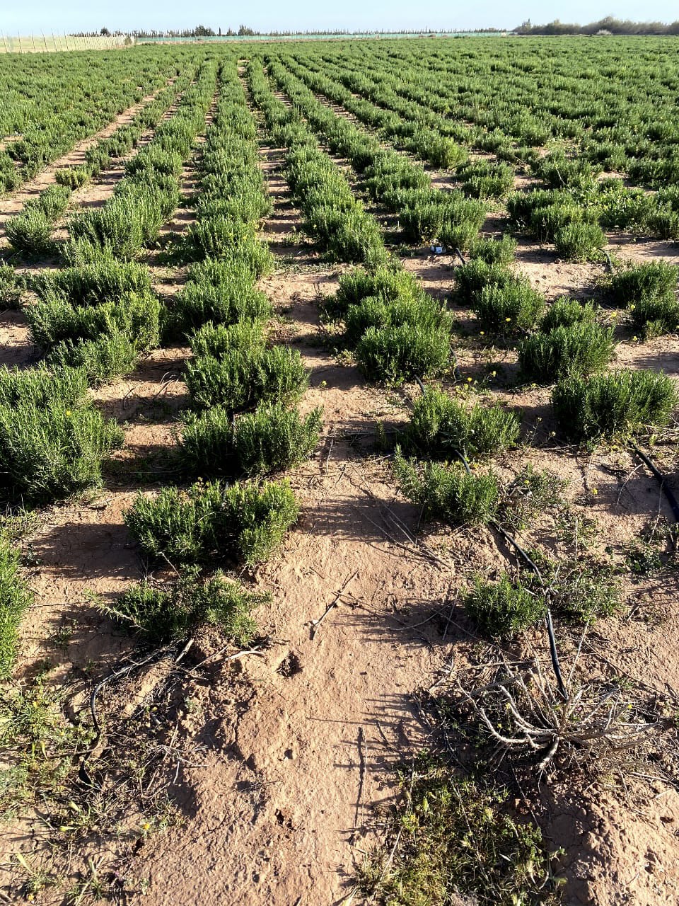 Rosemary Essential Oil - Organic product image