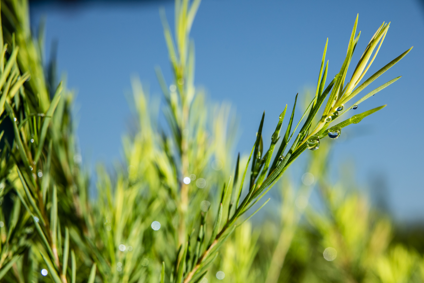 Tea Tree Essential Oil - Conventional product image