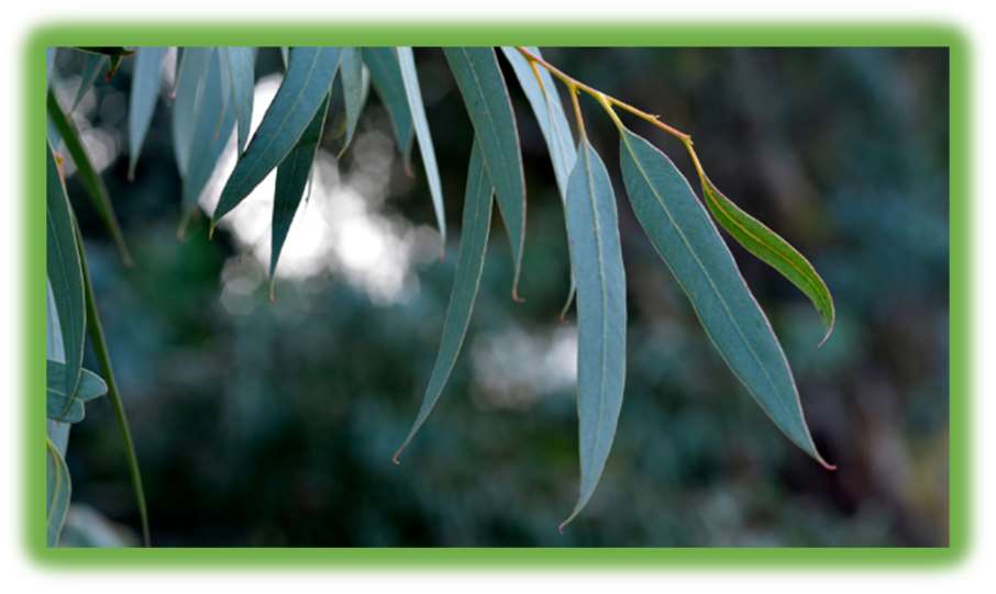 Eucalyptus Essential Oil - 80% Cineole - Conventional product image