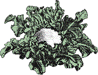 VegiWorks, Inc logo