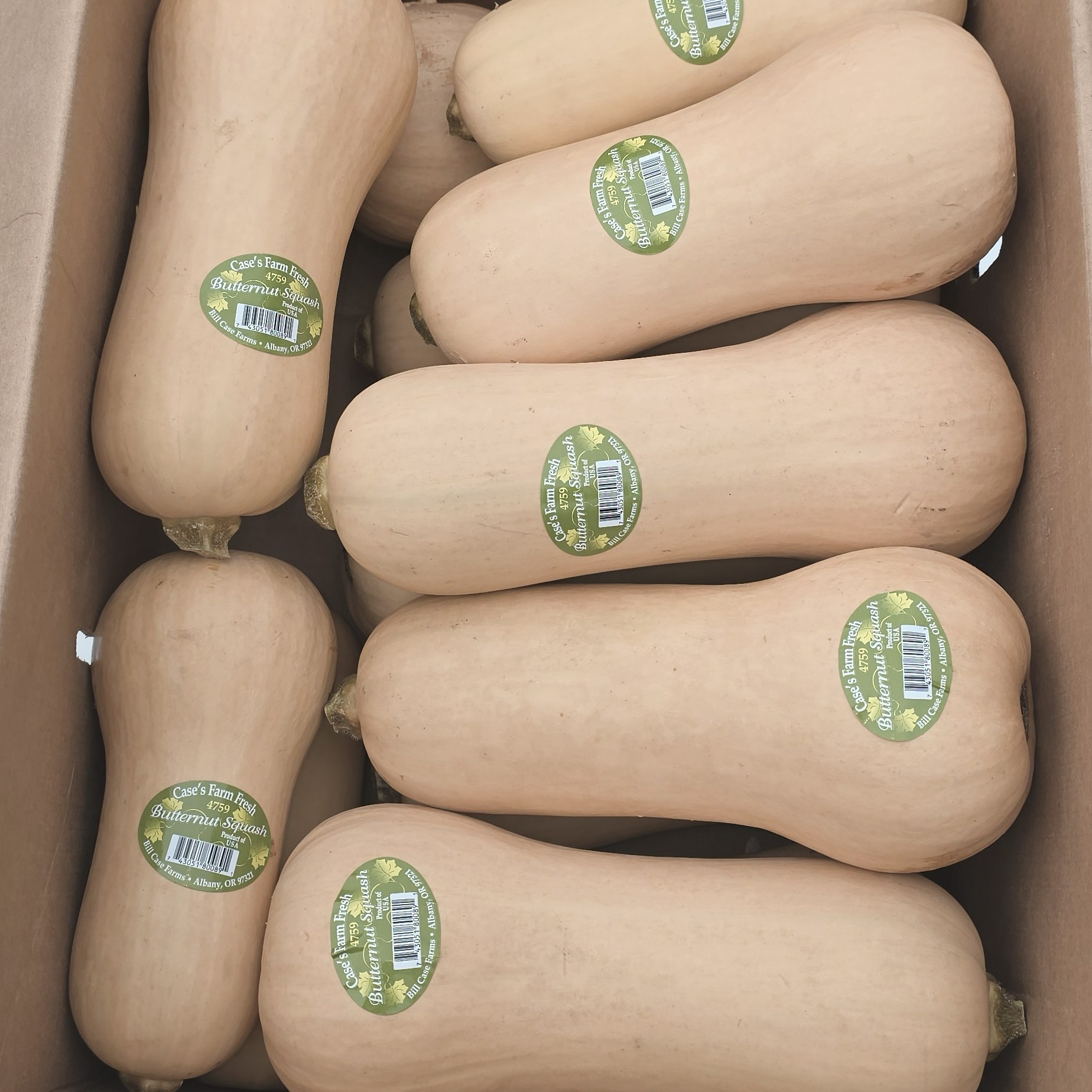 Squash, Butternut - fresh, boxed product image