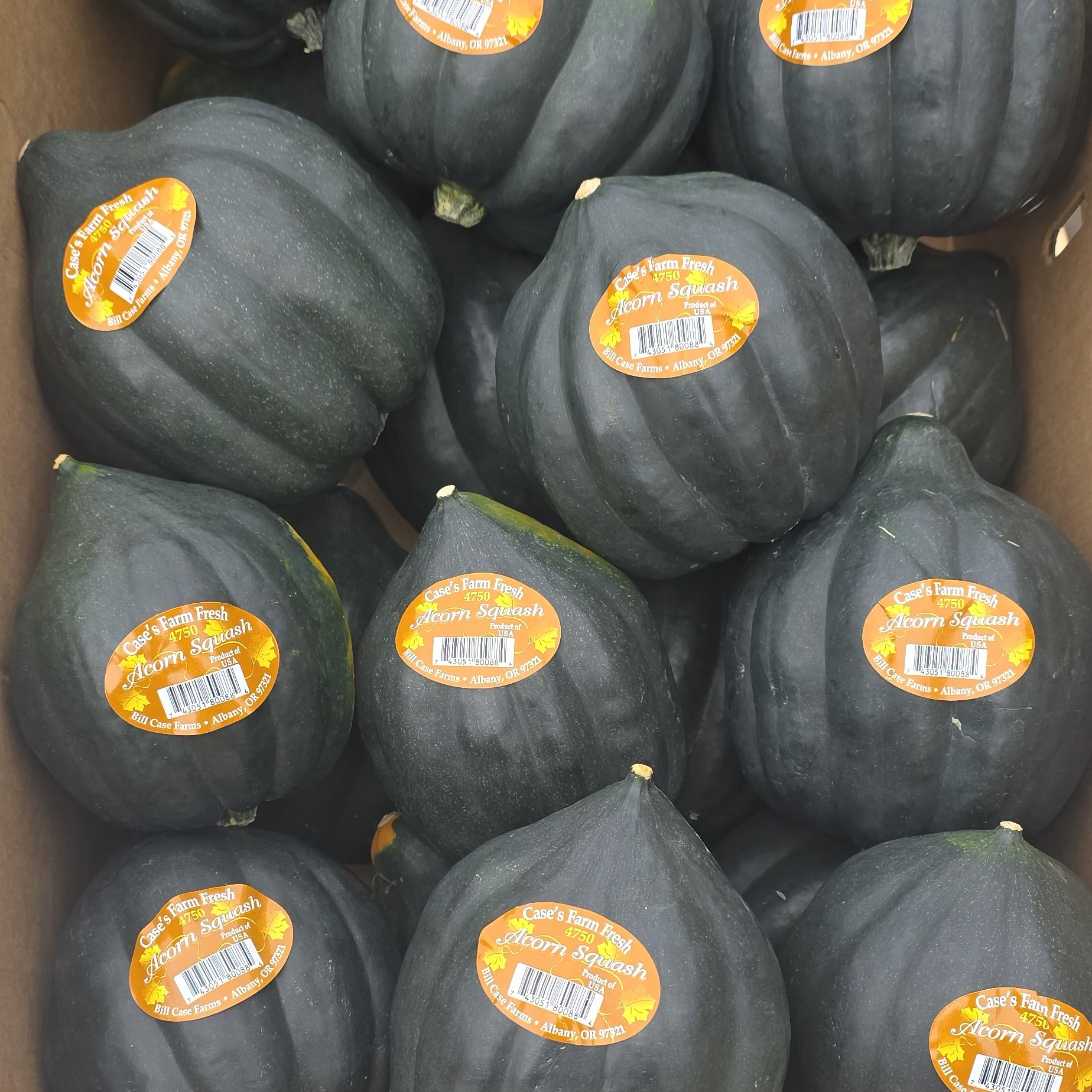 Squash, Acorn - fresh, boxed product image