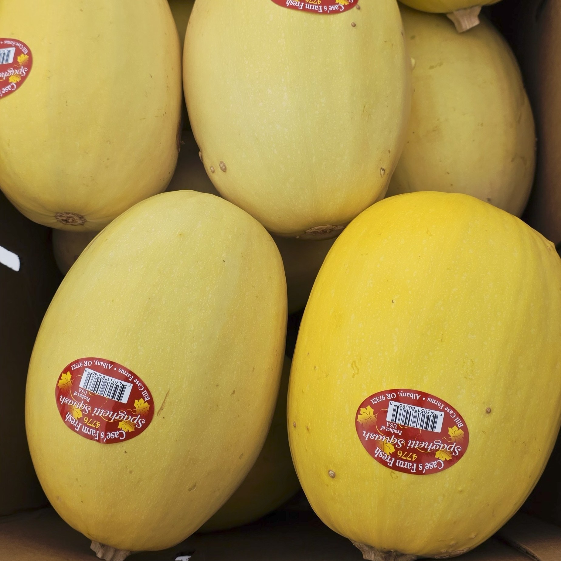 Squash, Spaghetti - fresh, boxed product image
