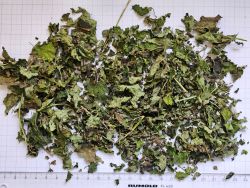 DRIED MELISSA LEAVES (LEMON BALM) product image